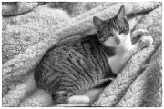 Tomcats 2