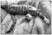 Tomcats 3
