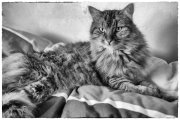 Tomcats 4