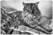 Tomcats 5