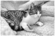 Spock 2