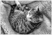 Spock 1
