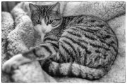 Spock 2