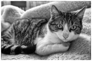 Cats 1