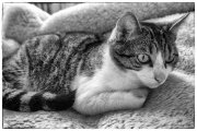 Cats 2
