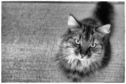 Cats 3