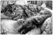 Cats 4