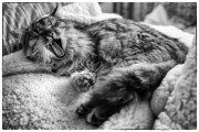 Cats 5