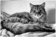 Gandalf 1
