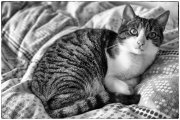 Mr. Spock 2