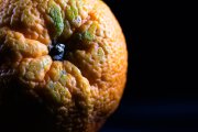 Orange 3