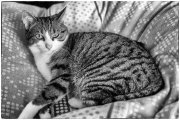 Spock 1