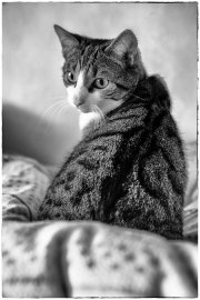Spock 2