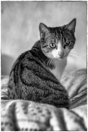 Spock 3