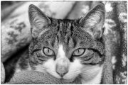 Spock 3