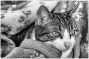Spock 5