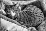 Cats 1