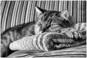 Cats 2