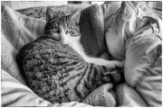 Cats 4