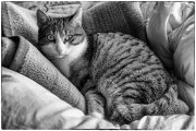 Cats 5