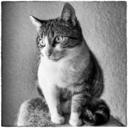 Spock 1