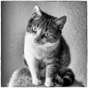 Spock 2