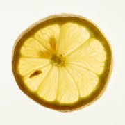 Lemon Slice 6