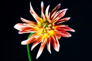 Dahlia 1