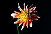 Dahlia 2