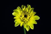 Yellow Dahlia 1