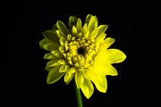 Yellow Dahlia 2