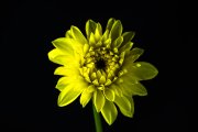 Yellow Dahlia 3