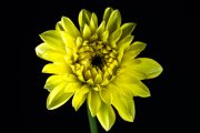 Yellow Dahlia 4