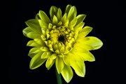 Yellow Dahlia 5