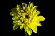 Yellow Dahlia 6