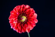 Red Dahlia 4