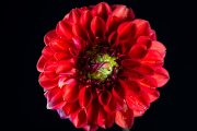 Red Dahlia 5