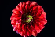 Red Dahlia 6