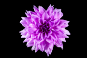 Dahlia 1