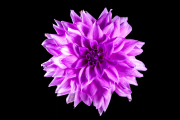 Dahlia 2