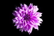 Dahlia 3