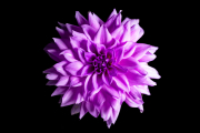 Dahlia 4