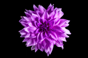 Dahlia 5