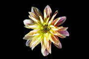 Dahlia 1