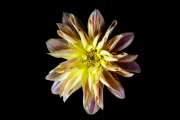 Dahlia 2