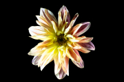 Dahlia 3