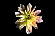 Dahlia 4