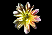 Dahlia 5