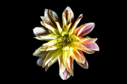 Dahlia 6