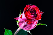 Red Rose 1